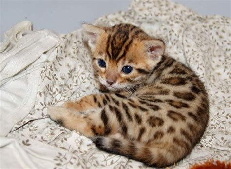 Hypoallergenic Teacup Cat Breeds - Pets Lovers