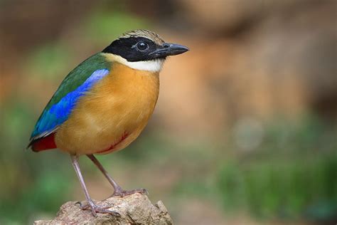 Mangrove Pitta – Most elegant but the underappreciated bird in the ...