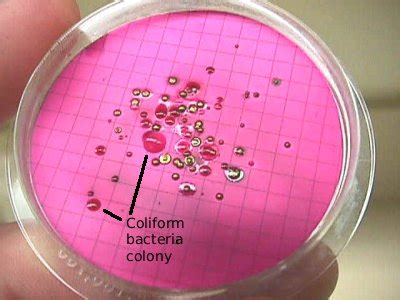 Lab 3: Total Coliform Bacteria