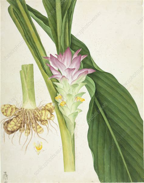 Ginger (Zingiber officinale) plant - Stock Image - C010/2222 - Science ...