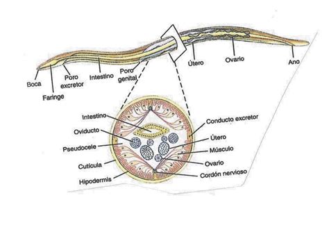 PHYLUM NEMATODA