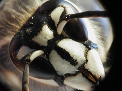 holiday nightmare: Giant hornet nest in front of window - Strange Sounds