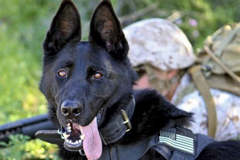 10 Spectacular Female Army Dog Names for Your New Furry Soldier - DogVills