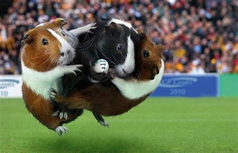 Very Funny All Wallpaper: Funny Guinea Pig images