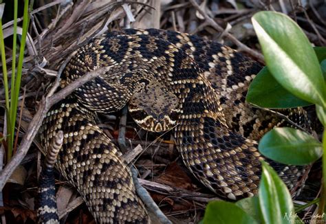 Eastern Diamondback Rattlesnake | Rattlesnake, Pet snake, Snake venom