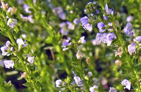 Wildflower gallery - images of wildflowers found in the UK