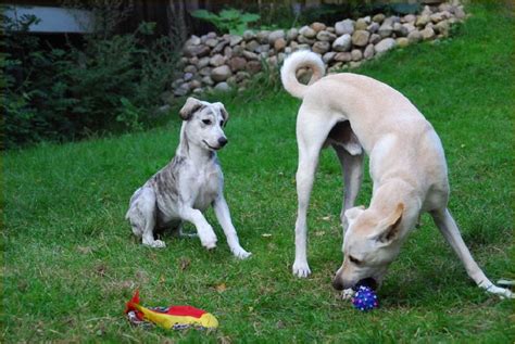 1000+ images about CRETAN GREYHOUND/CRETAN HOUND on Pinterest