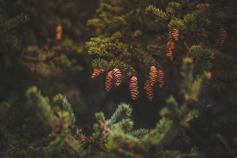 Brown Pine Cones on Green Trees · Free Stock Photo