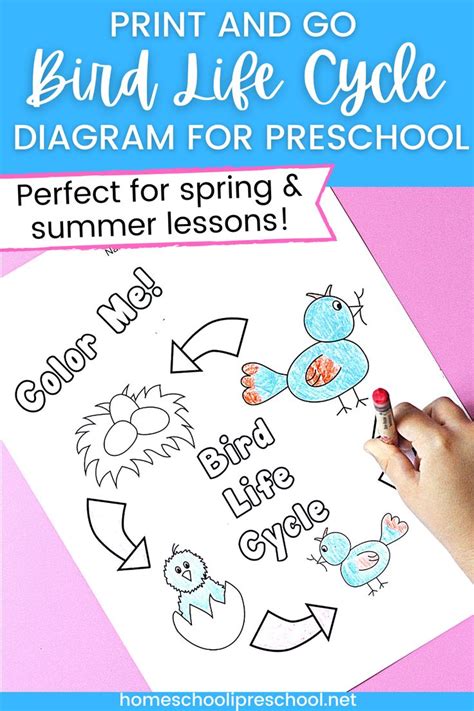 Printable Diagram of the Life Cycle of a Bird for Preschool | Bird life cycle, Life cycles ...