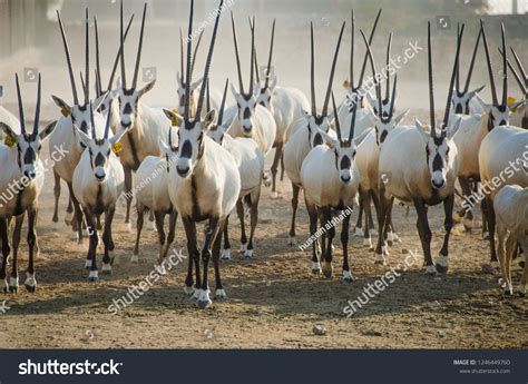 Oryx Protected By Al Shahaniya Qatar Stock Photo 1246449760 | Shutterstock