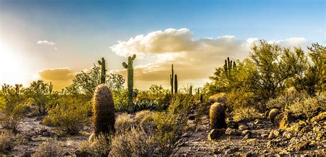 Sonoran Desert Sunset Panoramic Photograph by Chuck Brown - Pixels