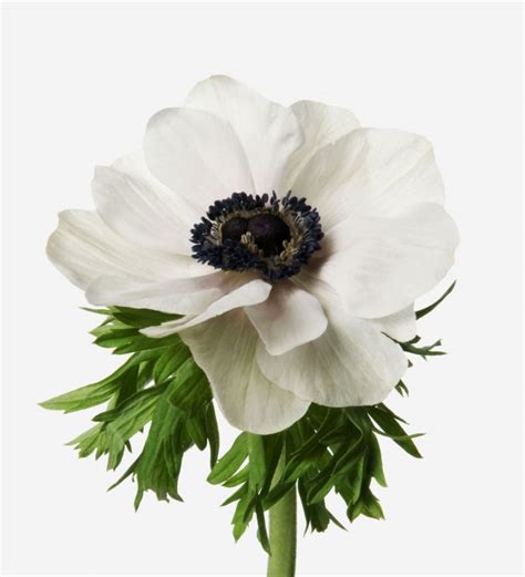 Petal White Anemone | White Anemone Flower Bouquet | Certified B Corp | FLOWERBX UK