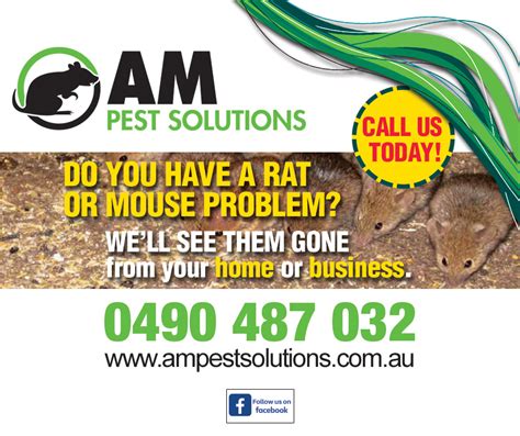 4 Signs You Have Mice in Your Home | AM Pest Solutions