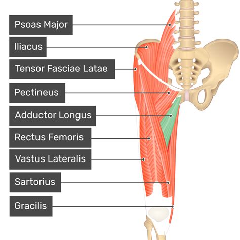 Adductor Longus Muscle | GetBodySmart