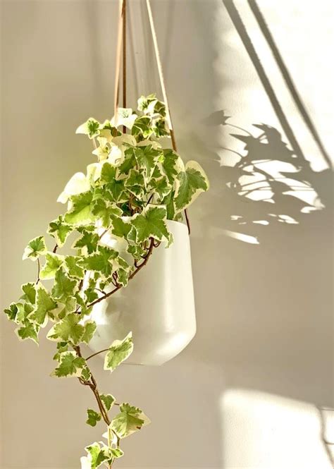 6 Types Of Indoor Ivy You Can Grow Inside Your Home - Breathing Garden