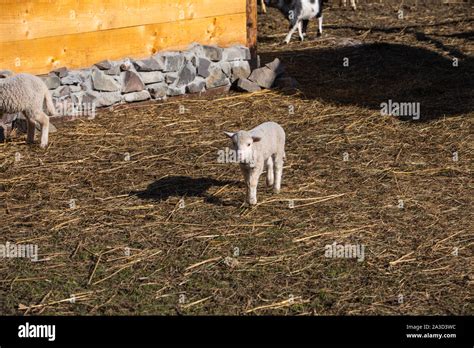 sheep at farm eating hay Stock Photo - Alamy