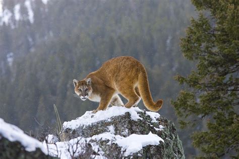 New Mexico Mountain Lion Hunting Private Ranch Hunts for Mountain Lion