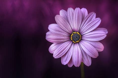 Free photo: Flower, Purple, Lical, Blosso - Free Image on Pixabay - 729512