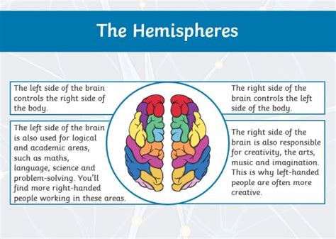 What is the Brain? For Kids | Information and Resources