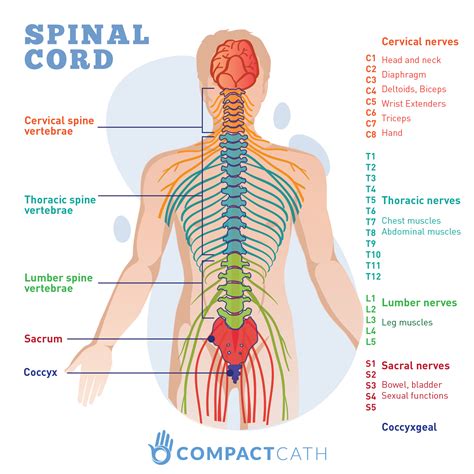 Spinal Cord Injuries and Neurogenic Bladders - CompactCath