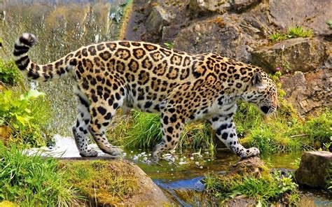 Beautiful Wild Jaguar HD desktop wallpaper : Widescreen : High ...