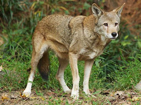 Check out this pawesome litter of endangered red wolf pups : NPR