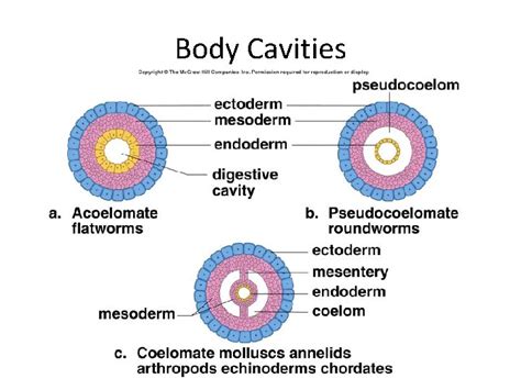 Nematoda Roundworms Body Cavities Pseudocoelomate General Characteristics Nema