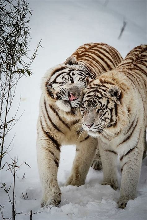 60 Beautiful Pictures of Animal in the Snow