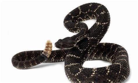 Arizona Black Rattlesnake - A-Z Animals