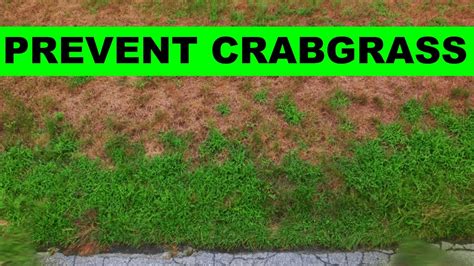 When to put down crabgrass preventer - YouTube