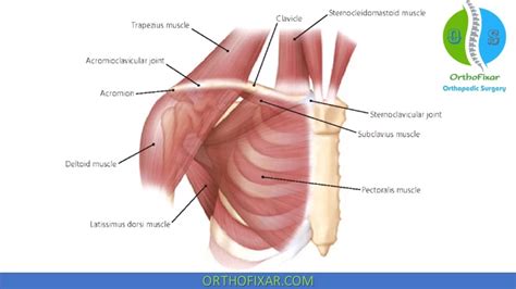 Clavicle Anatomy | Bone & Muscles