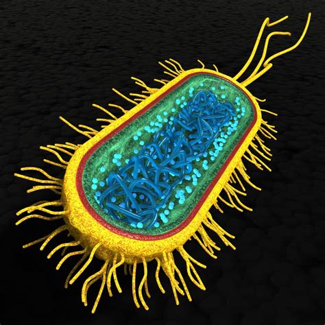 bacterial cell 3d model