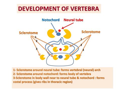 PPT - DEVELOPMENT OF VERTEBRAL COLUMN & SPINAL CORD PowerPoint ...