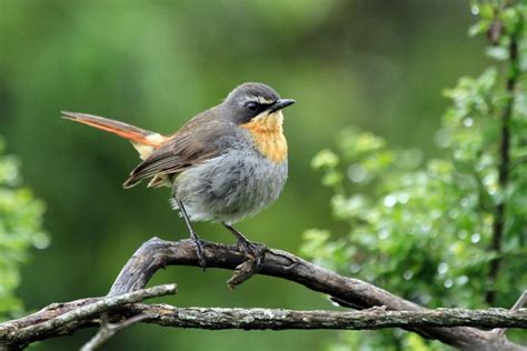 Cape robin chat - Alchetron, The Free Social Encyclopedia