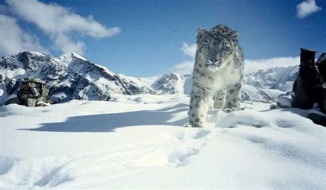 What Animals Live On Mount Everest?