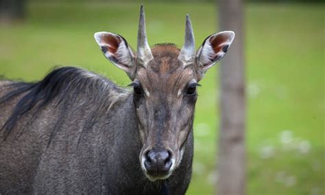 Nilgai - A-Z Animals