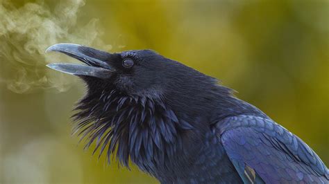 raven, Birds Wallpapers HD / Desktop and Mobile Backgrounds