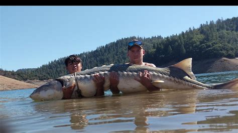 Big fish: Anglers rescue monster 8-foot-long sturgeon in Lake Shasta