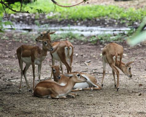 Biodiversity Network : The Rainy Season Treat For All Species!