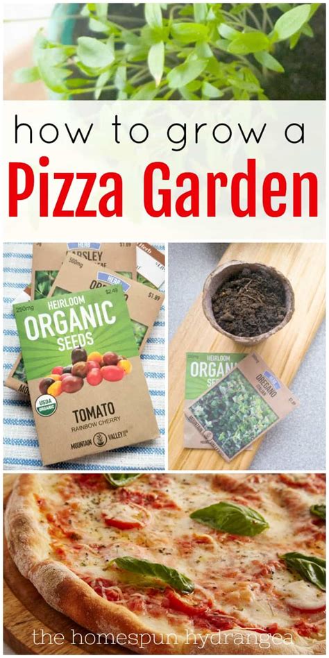 How to Grow a Pizza Garden from Seed - The Homespun Hydrangea