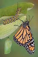 If you see this caterpillar on your plants, DO NOT KILL IT! It is a Monarch Butterfly larvae ...