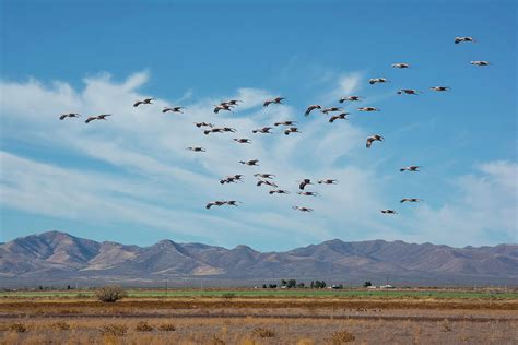 Sandhill Cranes at Whitewater Draw, Arizona Photograph by Bob Russman - Fine Art America