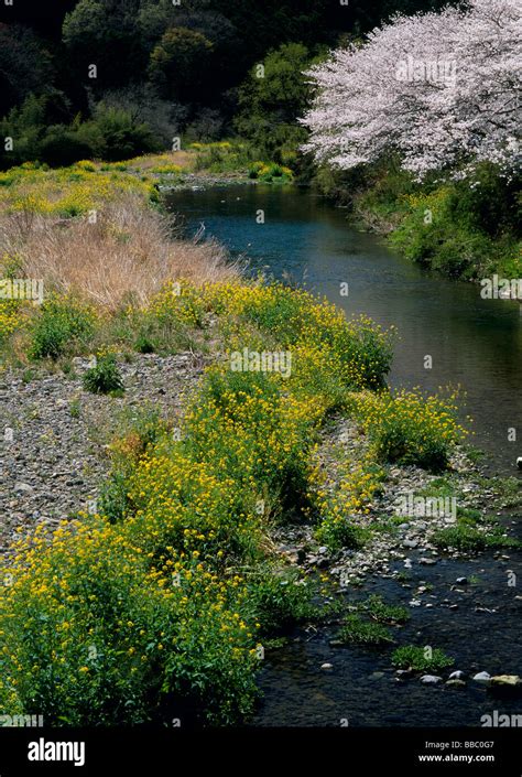 Matsuzaki shizuoka japan hi-res stock photography and images - Alamy