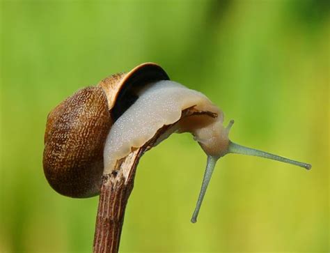 20 Amazing Macro Photographs of Snails - Design Swan