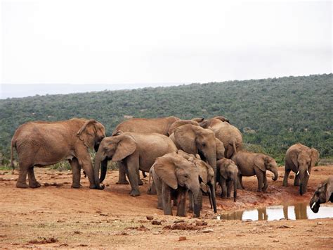 Top 10 Interesting Facts about Addo Elephant Park - Discover Walks Blog