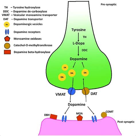 Candidate genes in the dopaminergic pathway. Genes code for dopamine ...