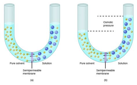 Osmosis and Osmotic Pressure of Solutions | Solutions and Colloids