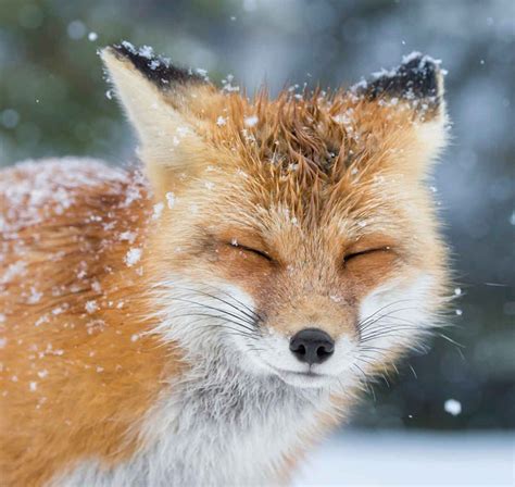 20 Magical Photos of Foxes During Winter Time | Snow animals, Fox, Animals