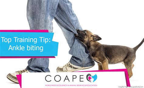 Top Training Tip: Ankle Biting - COAPE