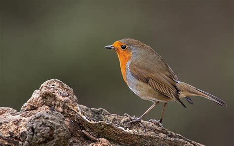 European Robin Wallpapers - Wallpaper Cave